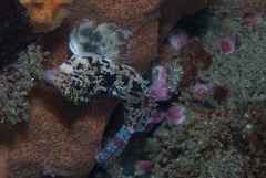 Synchiropus stellatus