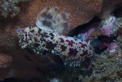 Synchiropus stellatus