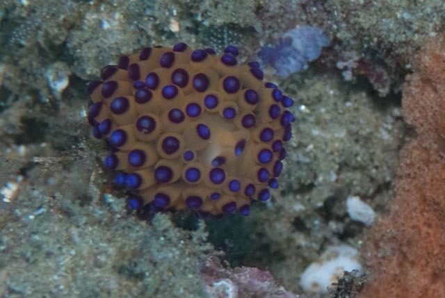 Harlequin Flame