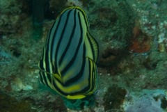 Chaetodon meyeri