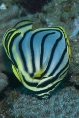 Chaetodon meyeri