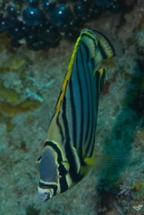 Chaetodon meyeri
