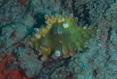 Chicoreus torrefactus