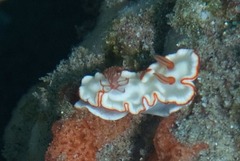 Ardeadoris symmetrica