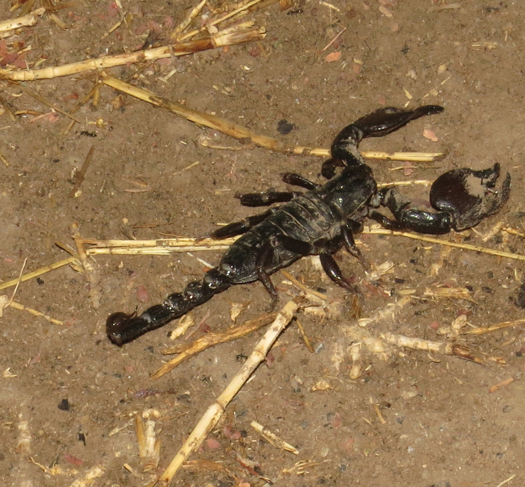 Tanzanian Red Clawed Scorpion from Iringa, Tansania on October 1, 2019