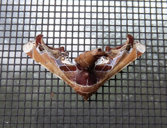 Eutelia pulcherrimus