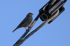 Crithagra atrogularis