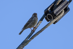 Crithagra atrogularis