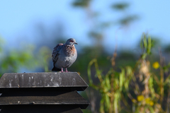 Columba guinea