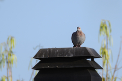 Columba guinea