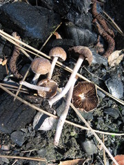 Psathyrella pennata