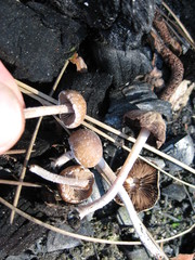 Psathyrella pennata