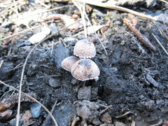 Psathyrella pennata