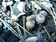 Psathyrella pennata