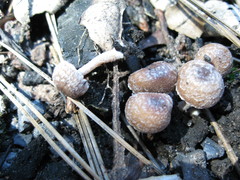 Psathyrella pennata