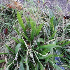 Plantago lanceolata