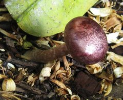 Gymnopilus luteofolius image