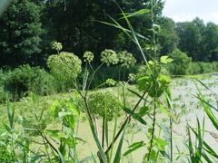 Angelica archangelica litoralis