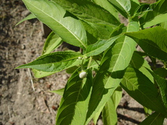 Hydrangea platyarguta