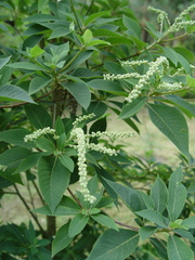 Clethra barbinervis