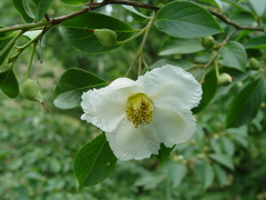 Stewartia