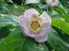 Calycanthus chinensis