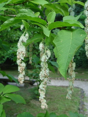 Pterostyrax hispidus