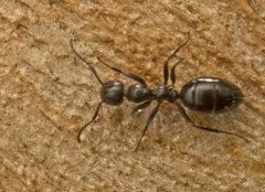 Colobopsis gasseri