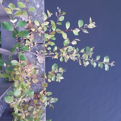 Salix