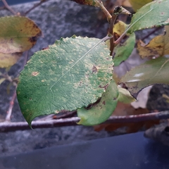 Salix