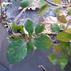 Salix