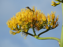 Coereba flaveola barbadensis