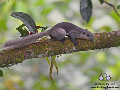 Callosciurus prevostii