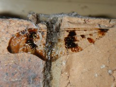 Periclystus circuiter