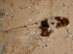 Periclystus circuiter