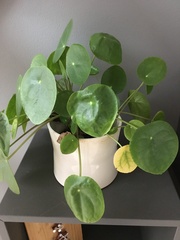 Pilea peperomioides