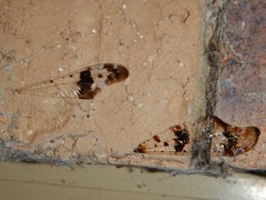 Periclystus circuiter