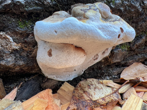 Ganoderma lobatum