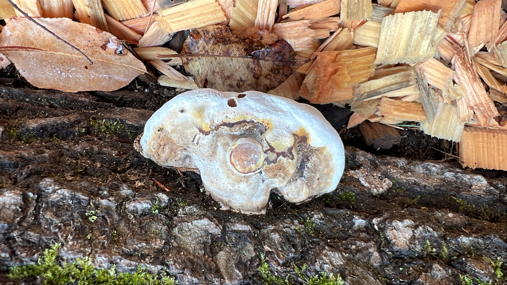 Ganoderma lobatum