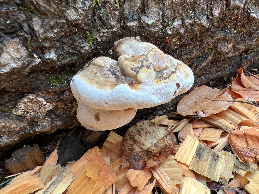 Ganoderma lobatum