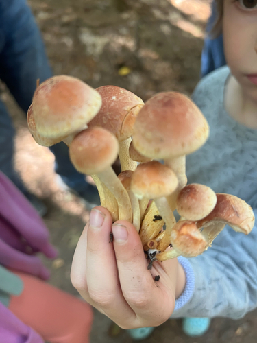 Brick Cap