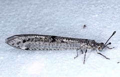 Bandidus canifrons