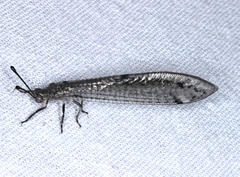 Bandidus canifrons