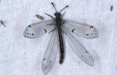 Bandidus canifrons