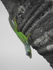 Anolis extremus