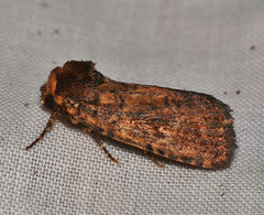 Dasygaster ligniplena