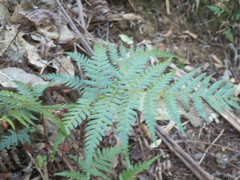 Deparia petersenii