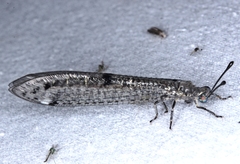 Bandidus canifrons