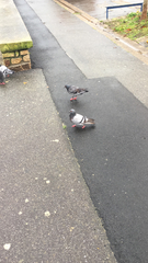 Columba livia domestica