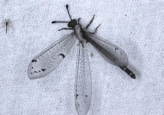 Bandidus canifrons